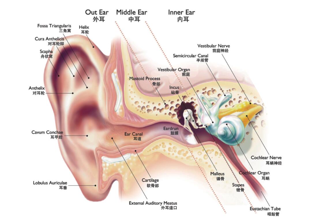 老年人耳聋有办法治疗吗？